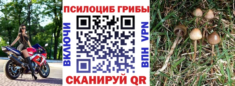 Галлюциногенные грибы Psilocybine cubensis  где найти   Бийск 